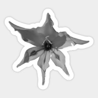 Gladioli Blushing Bride Vanilla Sticker